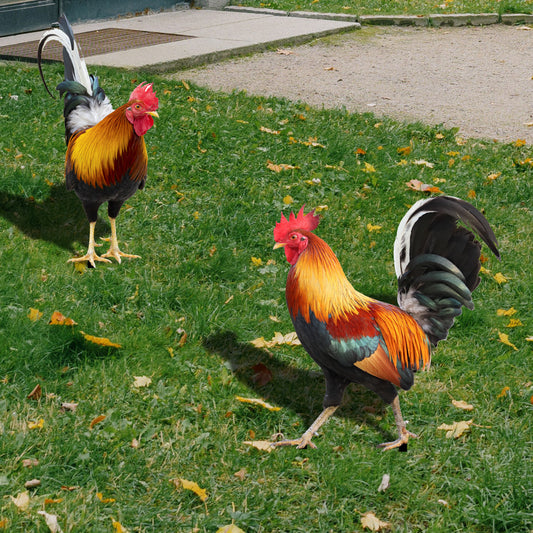 Gallo De Patio De Acrílico 3D Estacado Patio Decoración Rooster Garden Decoration